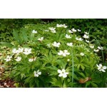 Canada Anemone